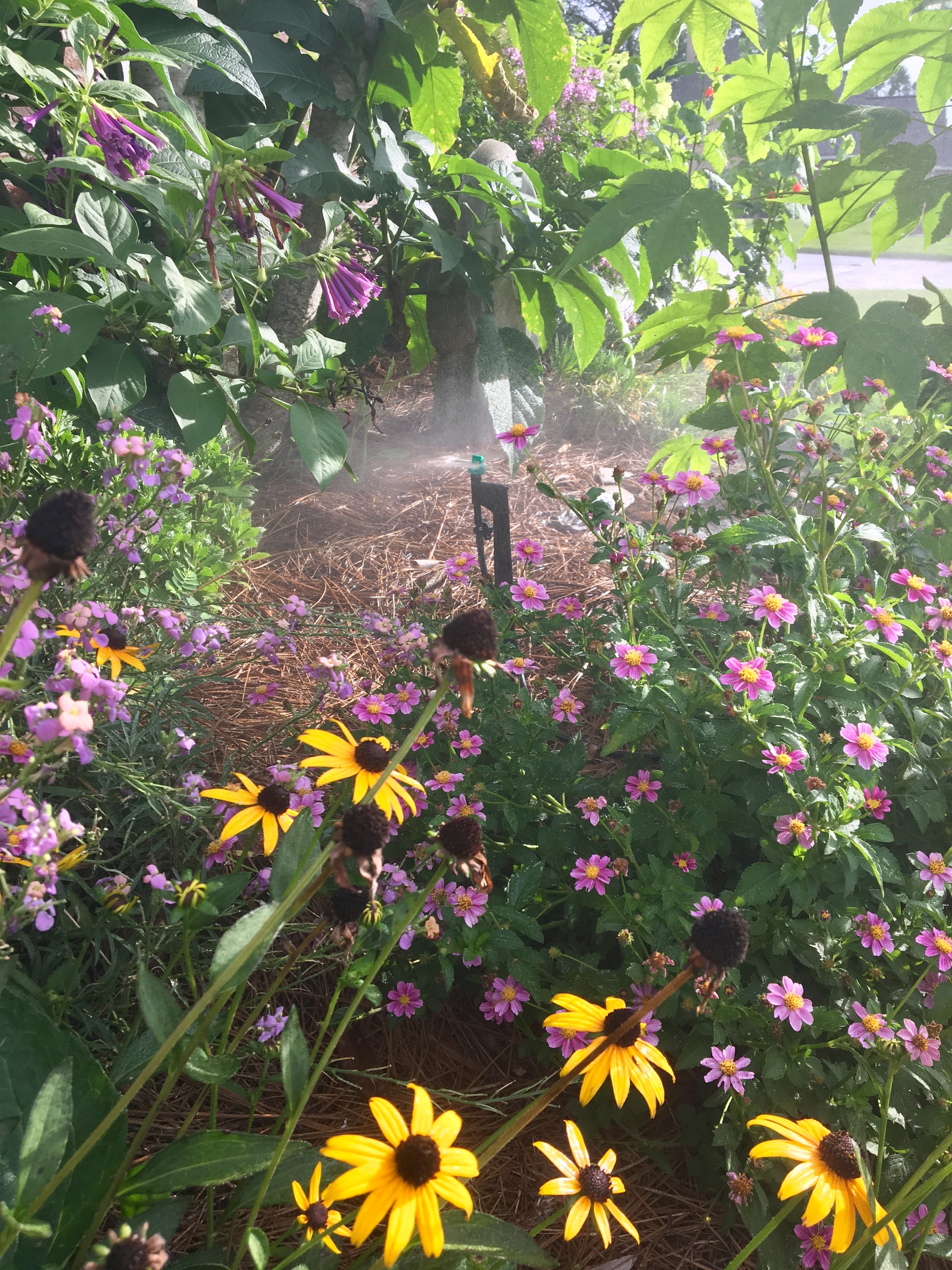 Irrigation on flowers. 